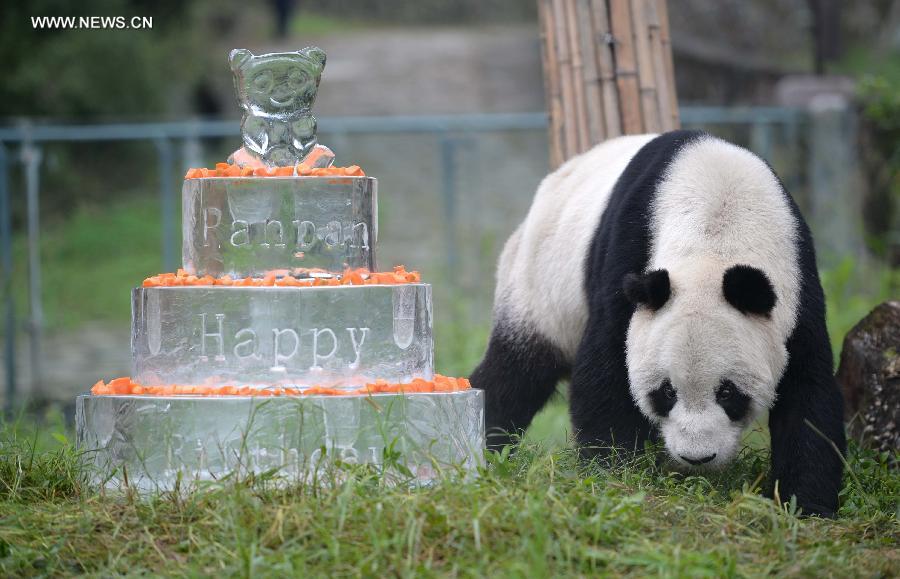 Giant panda 'Pan Pan' enjoys his birthday cake at the China Conservation and Research Center for Giant Pandas in Dujiangyan City, southwest China's Sichuan Province, Sept. 21, 2015.