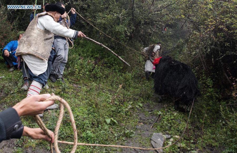 People of Qiang ethnic group release a yak during an event to worship the god 'Baihaha' in Xishan Village of Lixian County, southwest China's Sichuan Province, Sept. 20, 2015. 