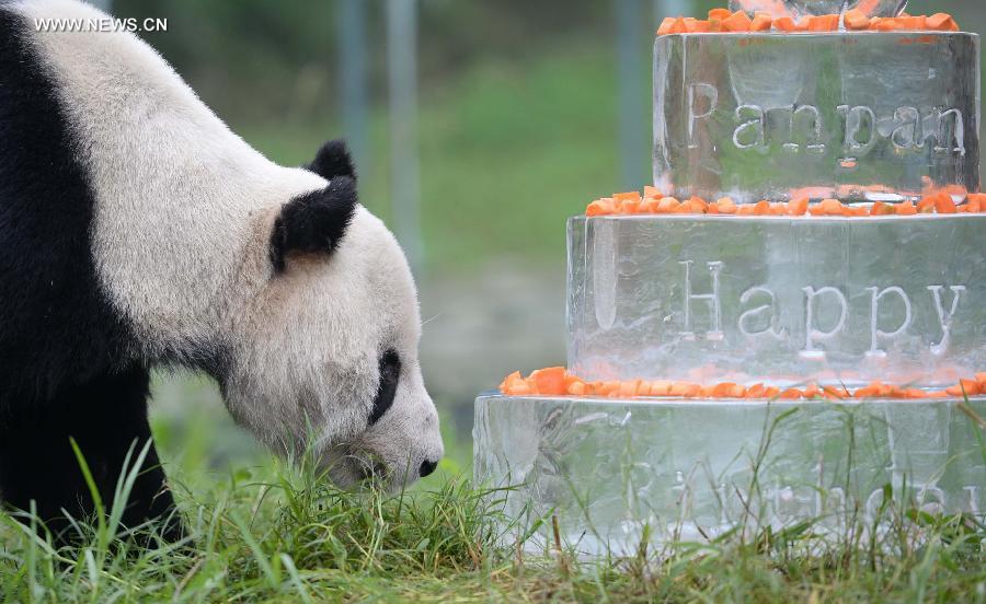 Giant panda 'Pan Pan' enjoys his birthday cake at the China Conservation and Research Center for Giant Pandas in Dujiangyan City, southwest China's Sichuan Province, Sept. 21, 2015.