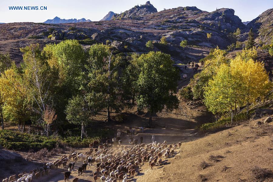 Photo taken on Sept. 17, 2015 shows herdsmen transferring their sheep and cows to winter pastures in Altay Prefecture of northwest China's Xinjiang Uygur Autonomous Region.