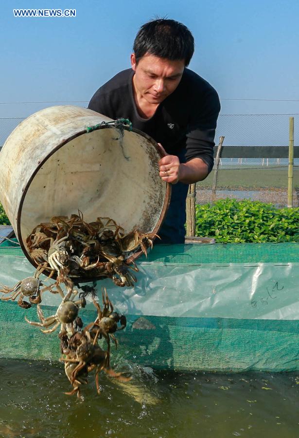 A crab farmer collects hairy crabs upon the start of the harvest seaon on the Hongze Lake at the start of harvest season in Hongze County, east China's Jiangsu Province, Sept. 25, 2015. 