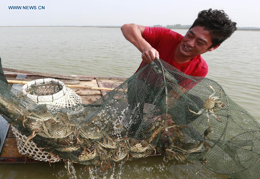 A crab farmer collects hairy crabs upon the start of the harvest seaon on the Hongze Lake in Hongze County, east China's Jiangsu Province, Sept. 25, 2015. 