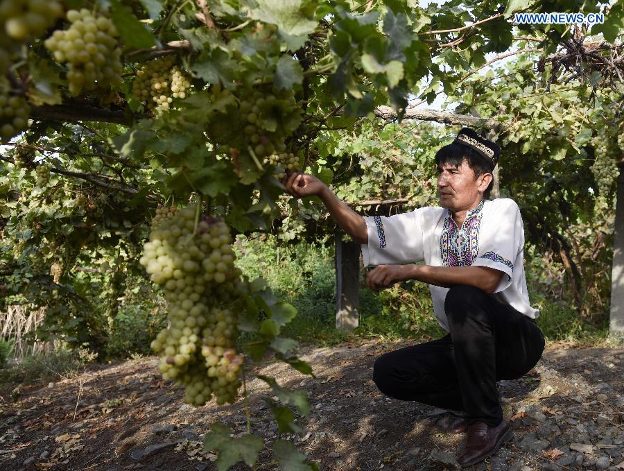 Pataer Keyimu collects grapes at his vineyard in the Grape Valley of Turpan, northwest China's Xinjiang Uygur Autonomous Region, Sept. 6, 2015. 