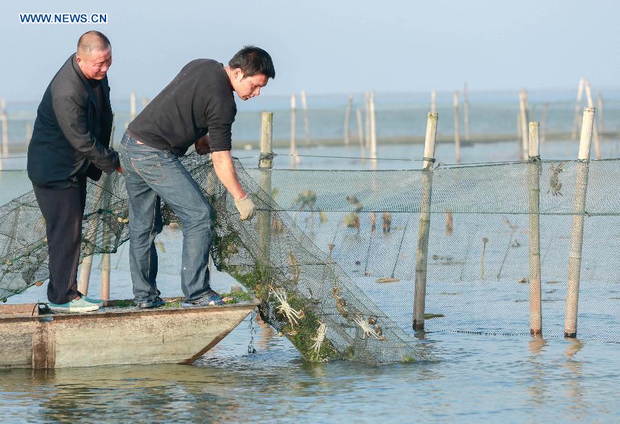Crab farmers collect hairy crabs on the Hongze Lake upon the start of harvest season in Hongze County, east China's Jiangsu Province, Sept. 25, 2015. 