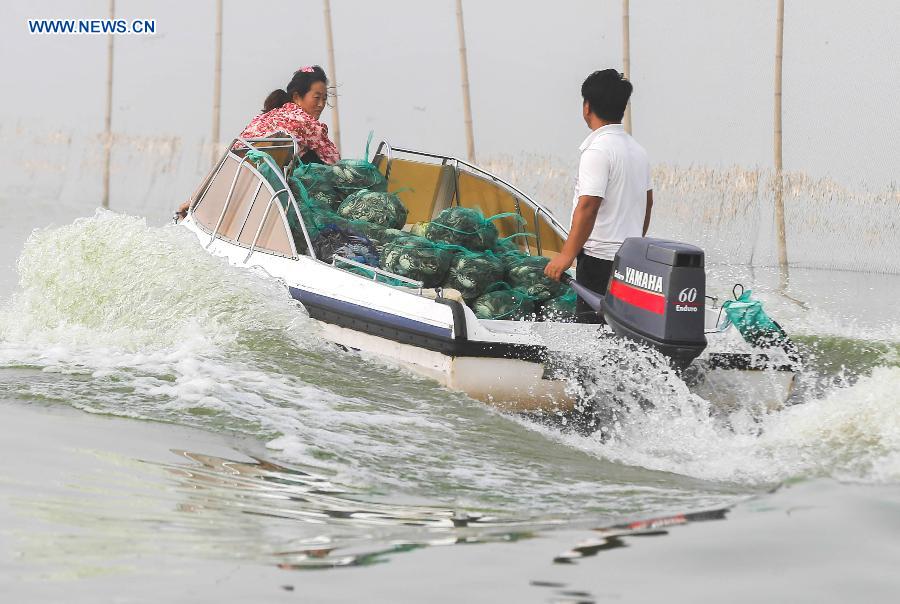 Crab farmers transport collected hairy crabs with a yacht on the Hongze Lake upon the start of harvest season in Hongze County, east China's Jiangsu Province, Sept. 25, 2015. 