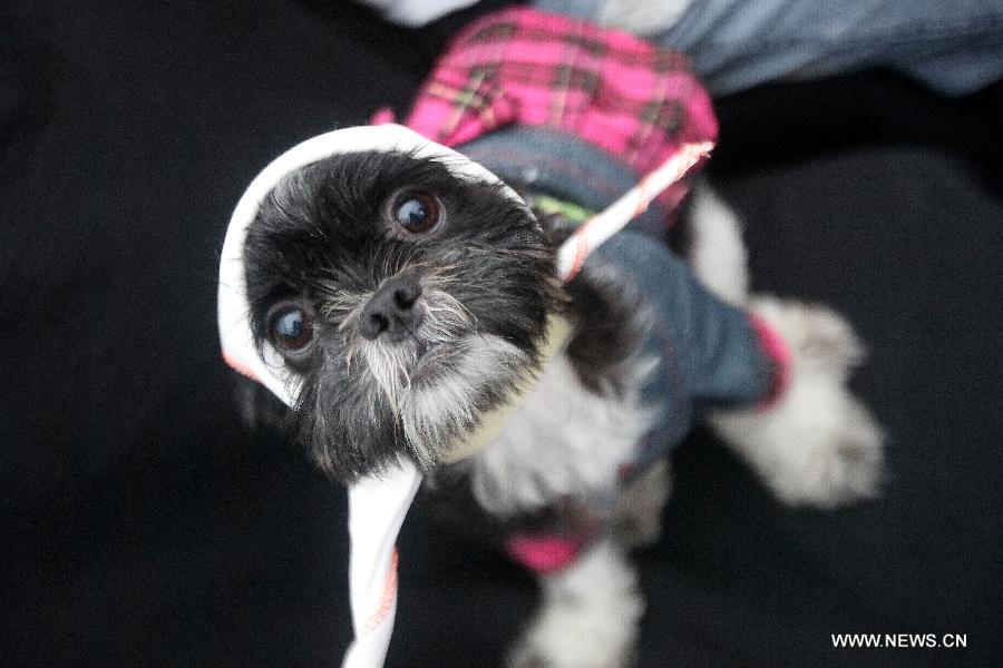 World Animal Day is celebrated annually on Oct. 4 which aims to raise global awareness of animal rights and welfare. 