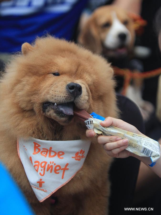 World Animal Day is celebrated annually on Oct. 4 which aims to raise global awareness of animal rights and welfare. 