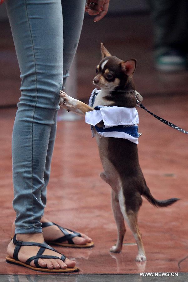 World Animal Day is celebrated annually on Oct. 4 which aims to raise global awareness of animal rights and welfare. 