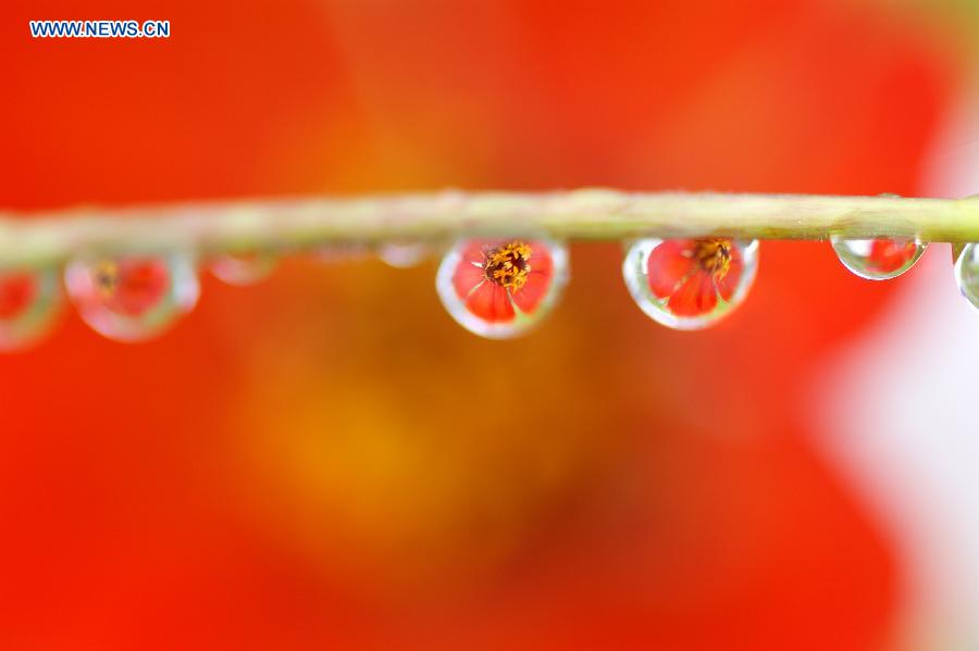 Photo taken on Oct. 7, 2015 shows the image of a flower is seen through dew hanging on a branch at a park in Kaili, southwest China's Guizhou Province. 