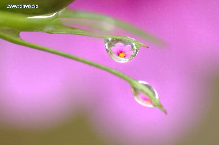 Photo taken on Oct. 7, 2015 shows the image of a flower is seen through dew hanging on calyces of a flower at a park in Kaili, southwest China's Guizhou Province. 