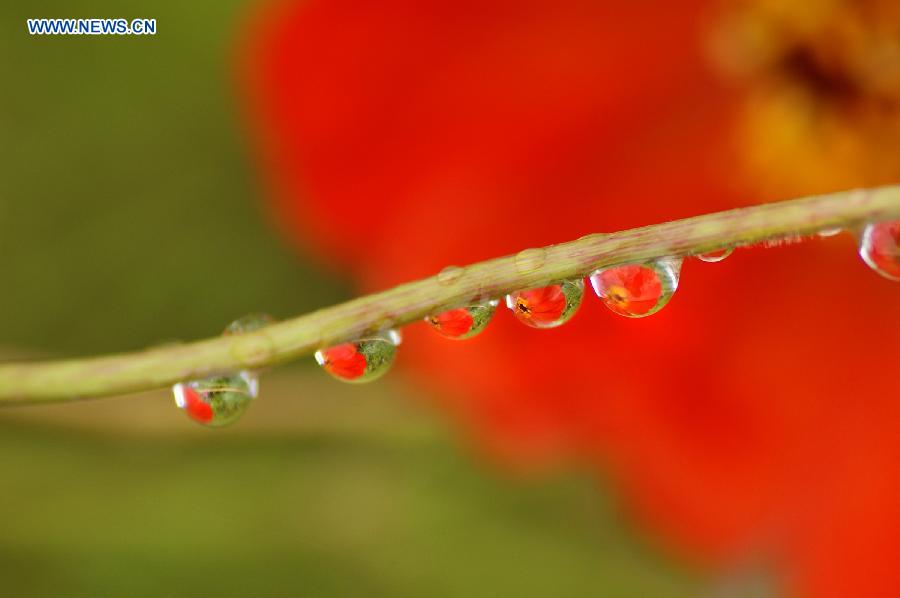 Photo taken on Oct. 7, 2015 shows the image of a flower is seen through dew hanging on a branch at a park in Kaili, southwest China's Guizhou Province. 