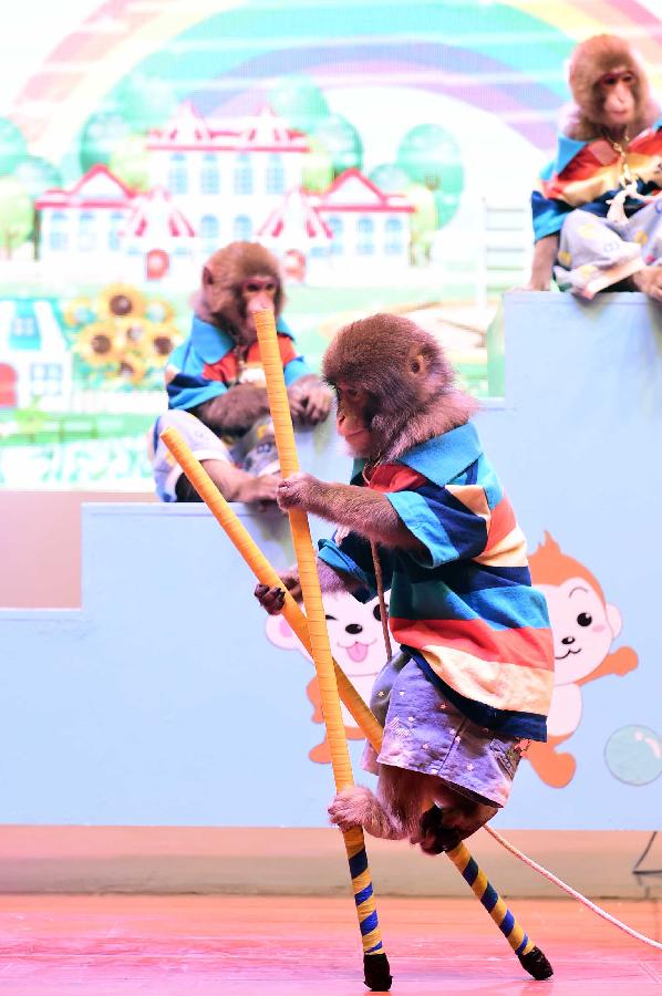 CHINA-JINAN-MACAQUE-PERFORMANCE (CN)