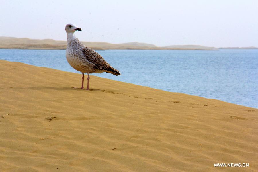 The 500-square-kilometer wetland of Kanglake lake is fed by the Qarqan River running from Mt. Kunlun, nourishing a wild variety of wildlife.