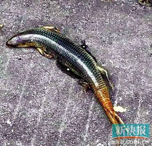 麣ĳУ԰ ֡Ľߡ
