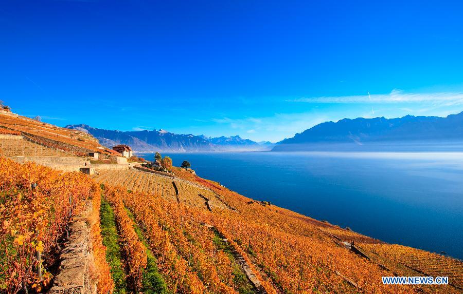 Photo taken on Nov. 7, 2015 shows the late autumn scene in vineyards in Lavaux in West Switzerland. 