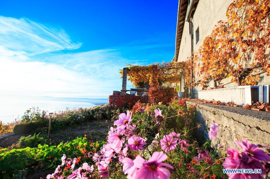 Photo taken on Nov. 7, 2015 shows the late autumn scene in vineyards in Lavaux in West Switzerland. 