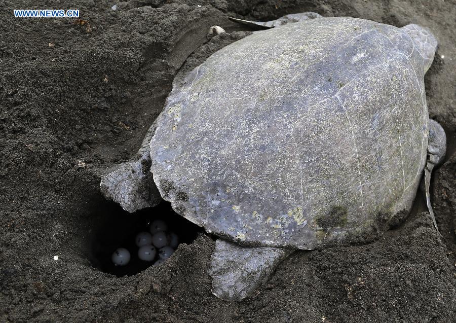 COSTA RICA-OSTIONAL BEACH-ENVIRONMENT-TURTLES-EGGS