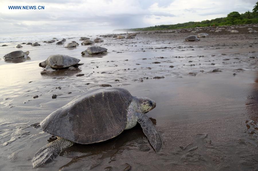 COSTA RICA-OSTIONAL BEACH-ENVIRONMENT-TURTLES-EGGS