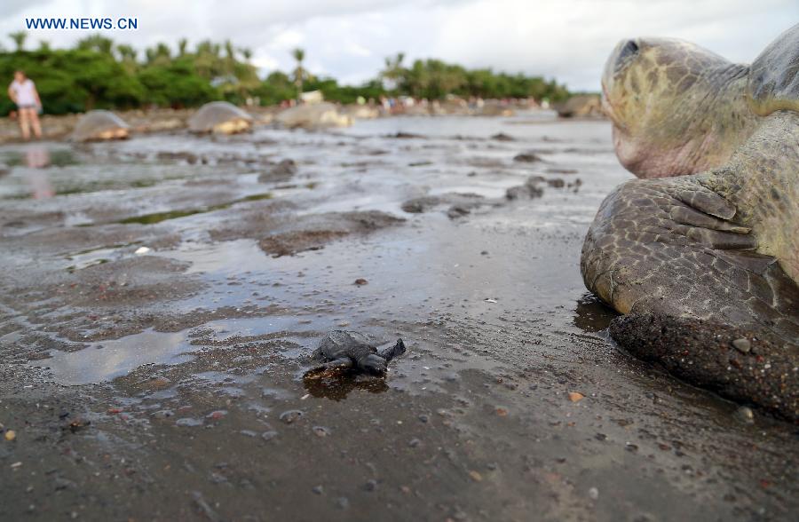 COSTA RICA-OSTIONAL BEACH-ENVIRONMENT-TURTLES-EGGS