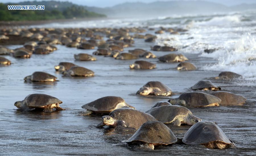 COSTA RICA-OSTIONAL BEACH-ENVIRONMENT-TURTLES-EGGS