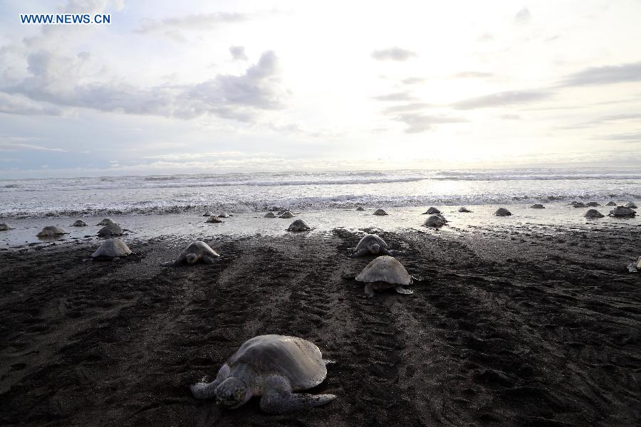 COSTA RICA-OSTIONAL BEACH-ENVIRONMENT-TURTLES-EGGS