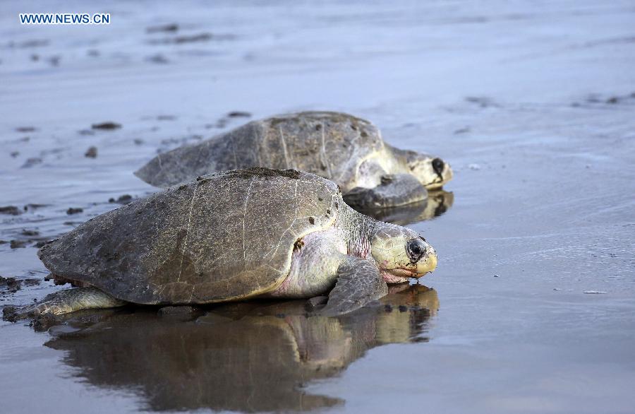 COSTA RICA-OSTIONAL BEACH-ENVIRONMENT-TURTLES-EGGS