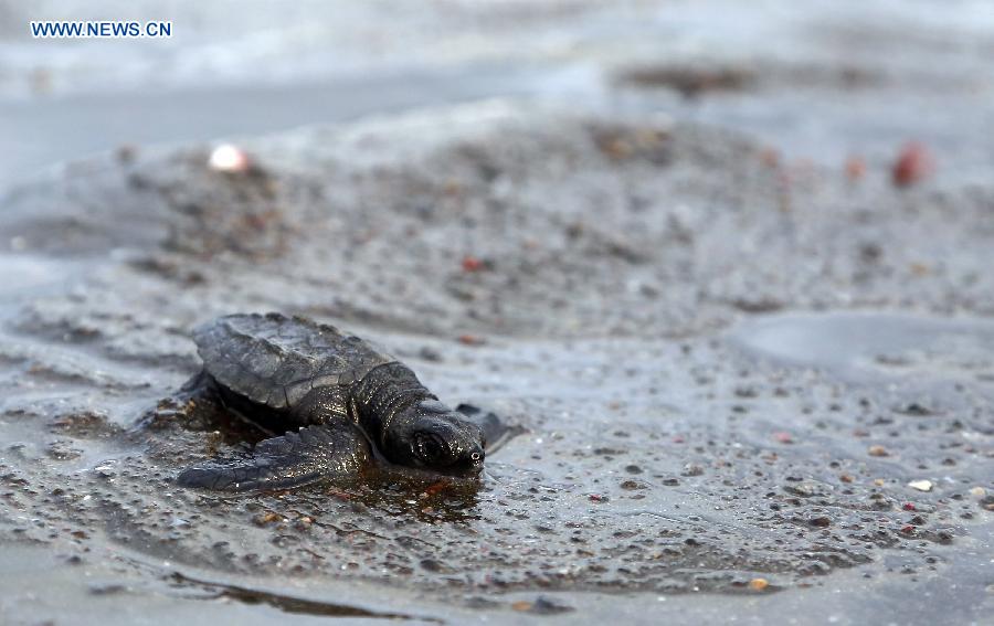 COSTA RICA-OSTIONAL BEACH-ENVIRONMENT-TURTLES-EGGS