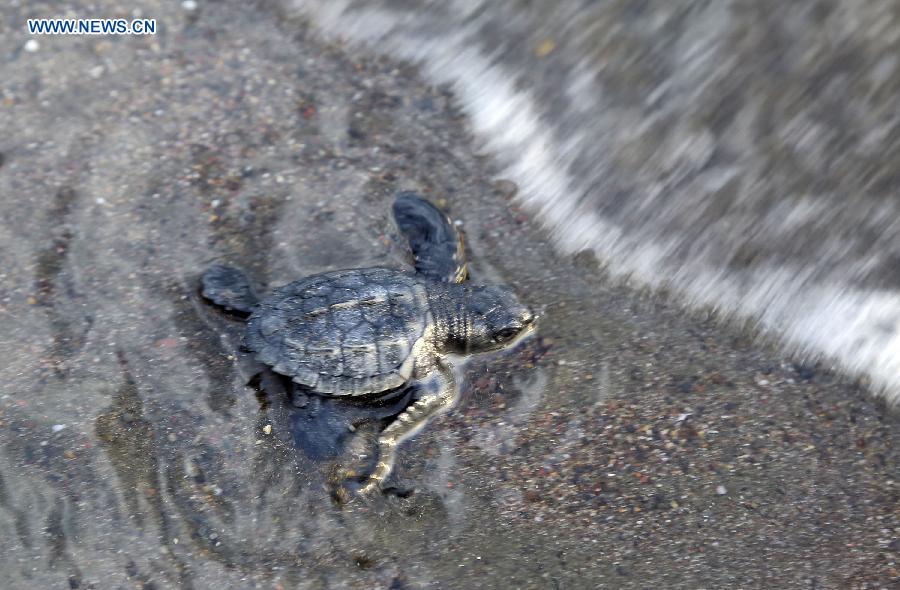 COSTA RICA-OSTIONAL BEACH-ENVIRONMENT-TURTLES-EGGS