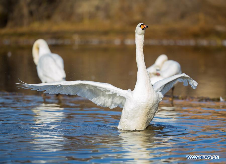 Swans rest in a pool at the foot of the Daqing Mountain in Hohhot, capital of north China's Inner Mongolia Autonomous Region, Nov. 17, 2015. (Xinhua/Ding Genhou) 