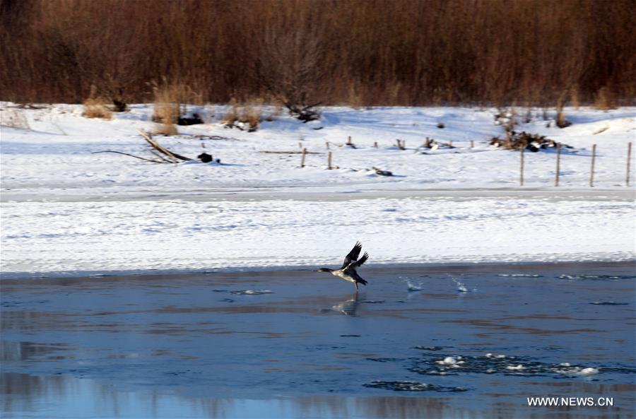 Photo taken on Nov. 21, 2015 shows the winter scenery near a river in Greater Khingan range in northeast China's Heilongjiang Province