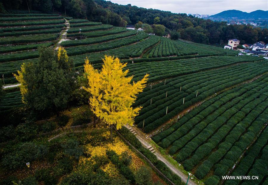 CHINA-HANGZHOU-AUTUMN SCENERY(CN)