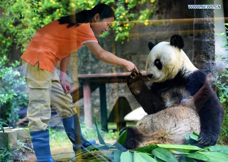 CHINA-FUZHOU-GIANT PANDA BASI-BIRTHDAY (CN)