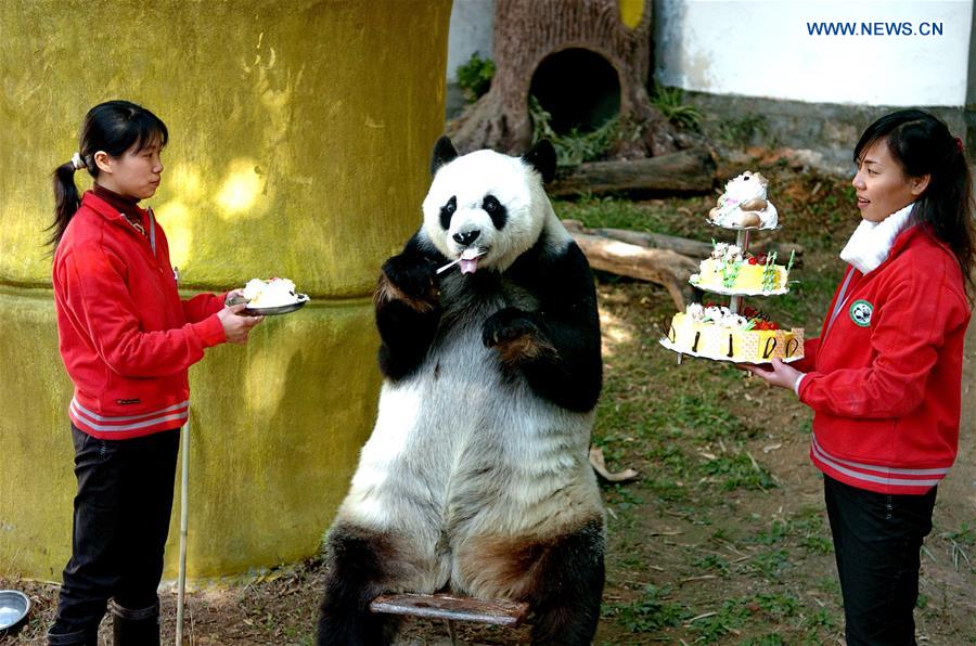 CHINA-FUZHOU-GIANT PANDA BASI-BIRTHDAY (CN)