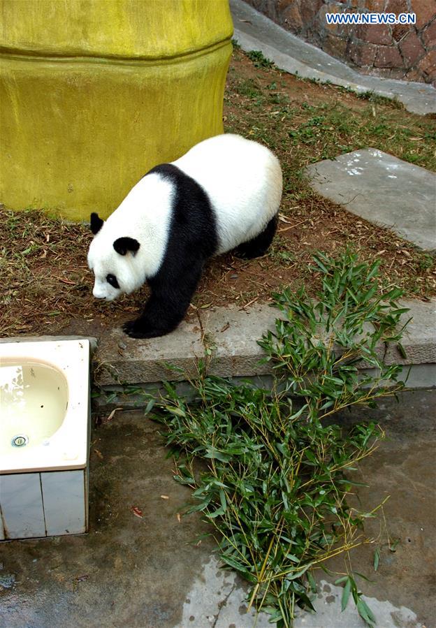 CHINA-FUZHOU-GIANT PANDA BASI-BIRTHDAY (CN)