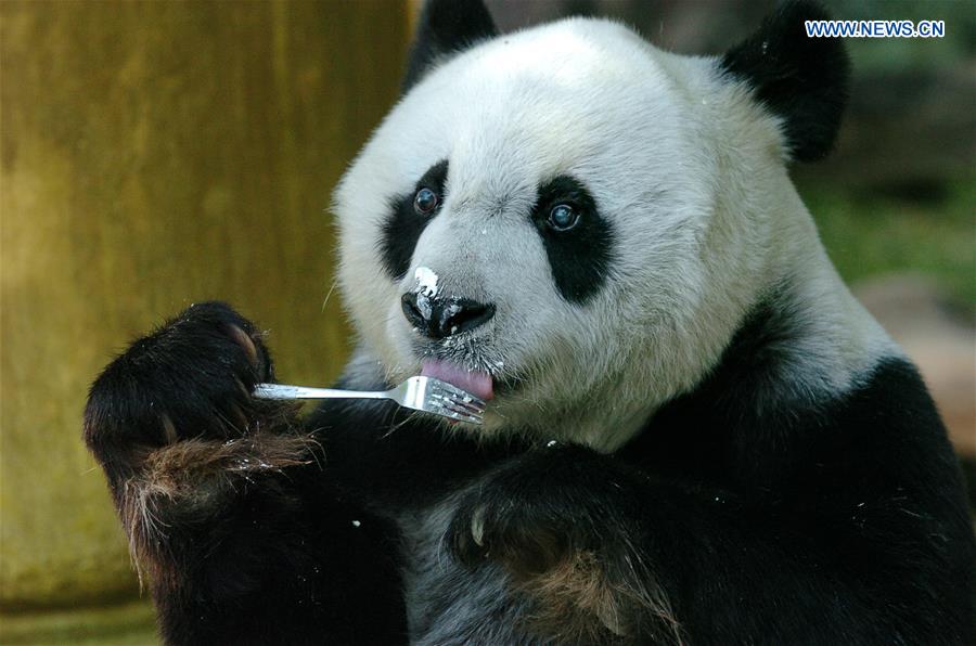 CHINA-FUZHOU-GIANT PANDA BASI-BIRTHDAY (CN)