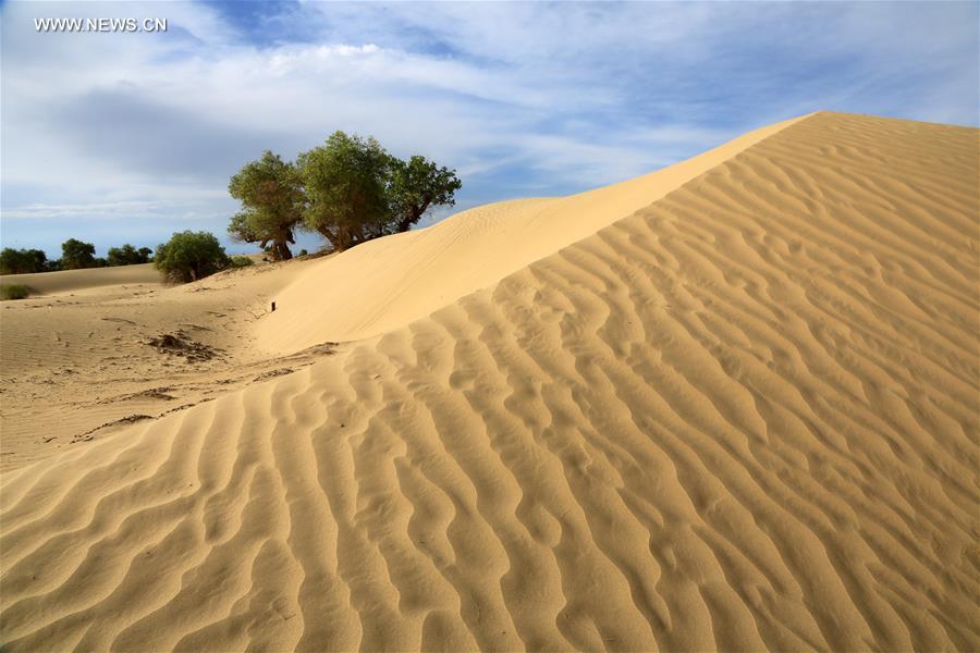 #CHINA-XINJIANG-DESERT POPLAR-SCENERY (CN) 