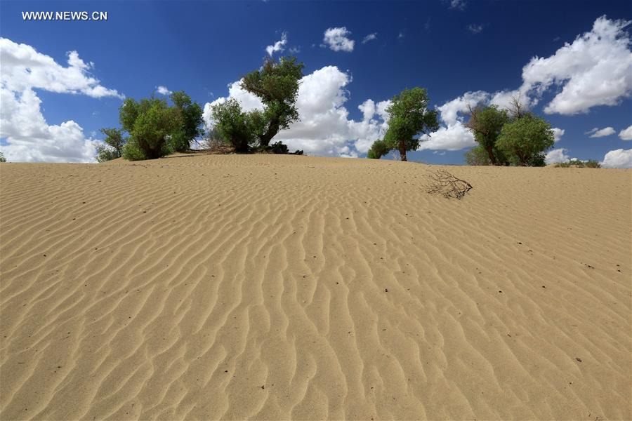 #CHINA-XINJIANG-DESERT POPLAR-SCENERY (CN)