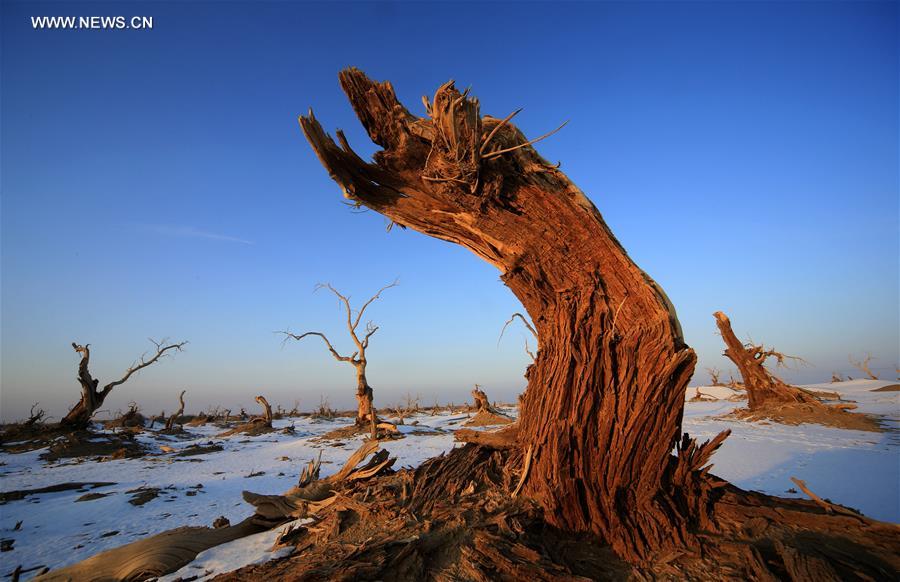 #CHINA-XINJIANG-DESERT POPLAR-SCENERY (CN) 