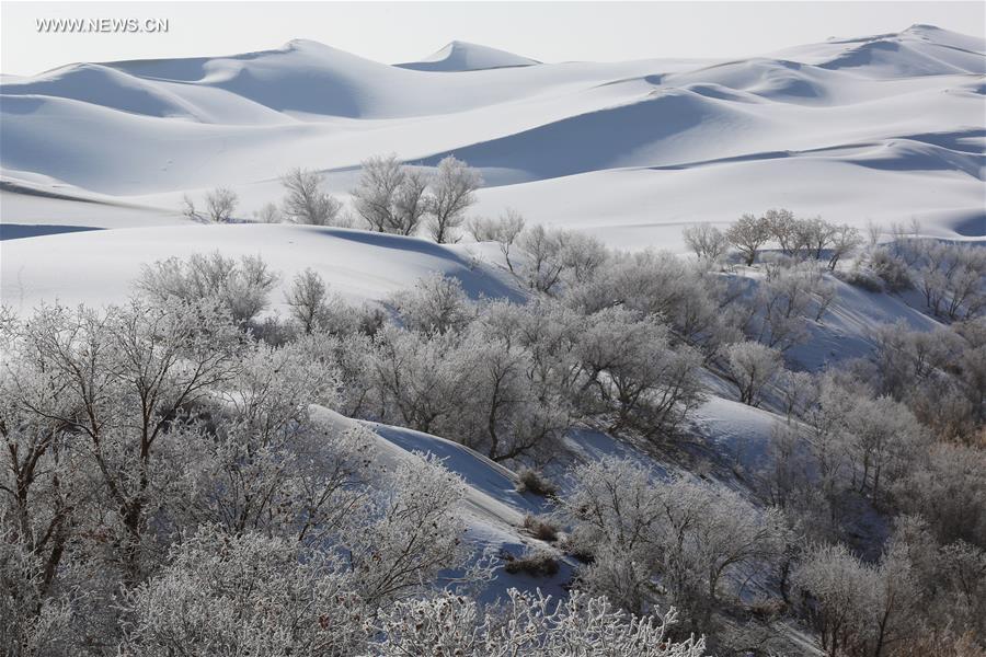 #CHINA-XINJIANG-DESERT POPLAR-SCENERY (CN) 