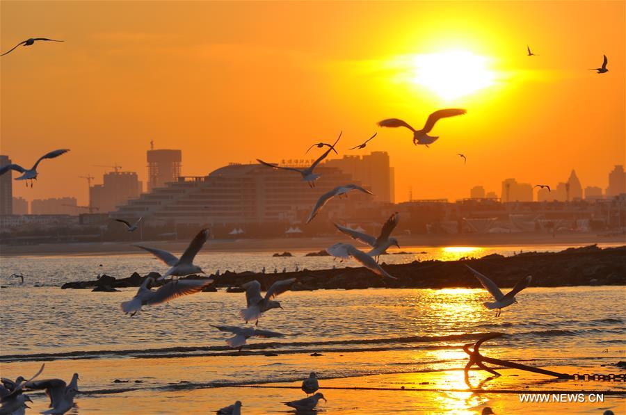 #CHINA-SHANDONG-RIZHAO-GULLS (CN)