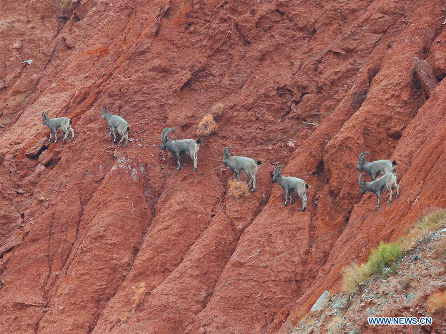 Siberian ibexes seeks for food at the Tomur Feng natural reserve in Aksu, northwest China's Xinjiang Uygur Autonomous Region, Nov. 22, 2015. 