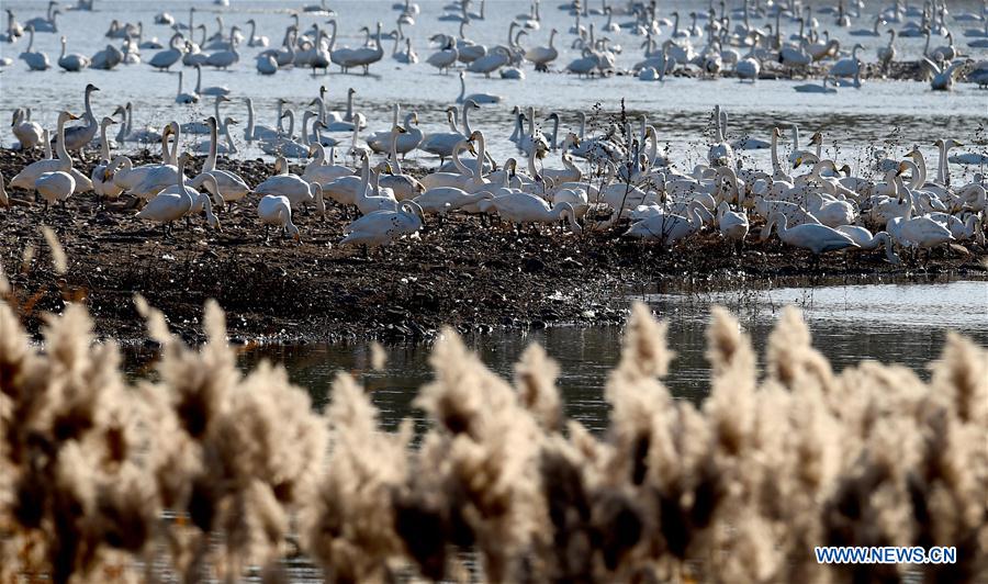 Whooper swans are seen at a wetland in Sanmenxia City, central China's Henan Province, Dec. 3, 2015.  