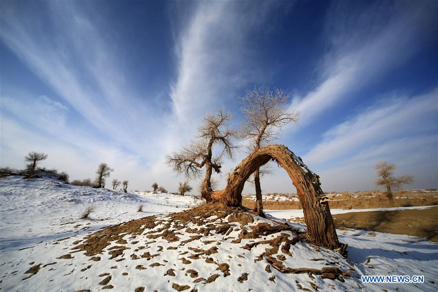 Photo taken on Dec. 22, 2014 shows the populus euphratica, commonly known as desert poplar, in Luntai County, Mongolian Autonomous Prefecture of Bayingolin, northwest China's Xinjiang Uygur Autonomous Region. 