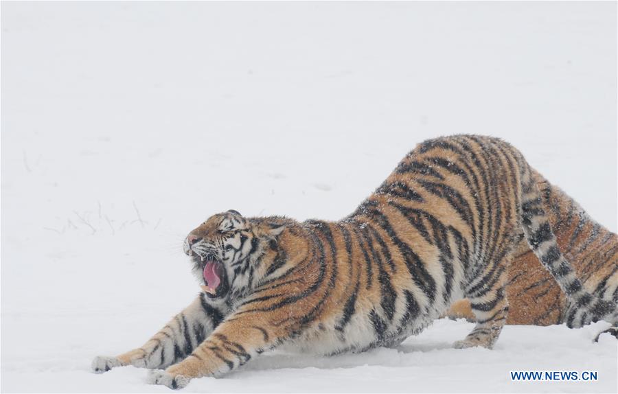 Siberian tigers are seen at the Siberian tiger zoo in Hailin, northeast China's Heilongjiang Province, Dec. 10, 2015. 