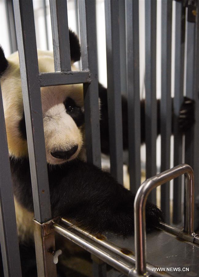 Two giant pandas Jia Jia and Meng Meng settled into the breeding base in June 2015 and will stay for three years for both public viewing and scientific research, where there is the farthest north a panda has resided for a long period in China, a region usually avoided due to its cold winters, with the species preferring warmer habitats in southwest China's Sichuan Province.