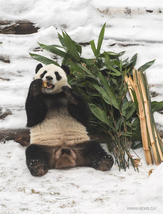 Two giant pandas Jia Jia and Meng Meng settled into the breeding base in June 2015 and will stay for three years for both public viewing and scientific research, where there is the farthest north a panda has resided for a long period in China, a region usually avoided due to its cold winters, with the species preferring warmer habitats in southwest China's Sichuan Province.