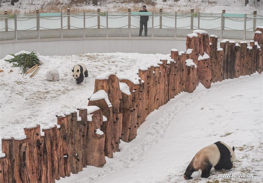 Two giant pandas Jia Jia and Meng Meng settled into the breeding base in June 2015 and will stay for three years for both public viewing and scientific research, where there is the farthest north a panda has resided for a long period in China, a region usually avoided due to its cold winters, with the species preferring warmer habitats in southwest China's Sichuan Province.