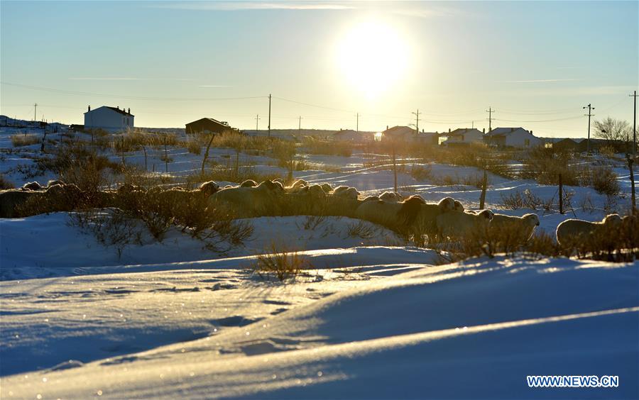 Photo taken on Dec. 10, 2015 shows sheep foraging for food in snow in Mingantu Township, Zhengxiangbai Banner, Xilingol League, north China's Inner Mongolia Autonomous Region. 