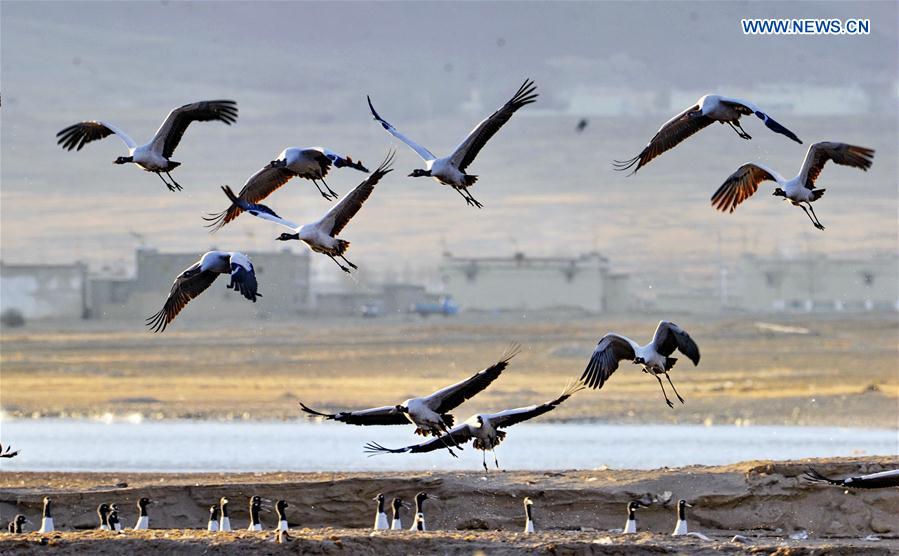 CHINA-TIBET-BLACK-NECKED CRANE (CN)