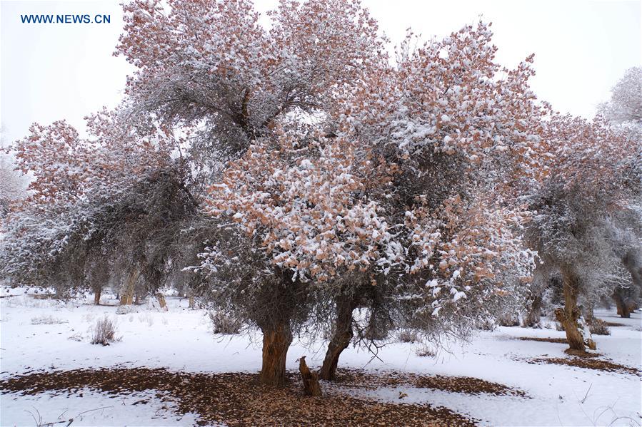 #CHINA-XINJIANG-RIME SCENERY (CN)